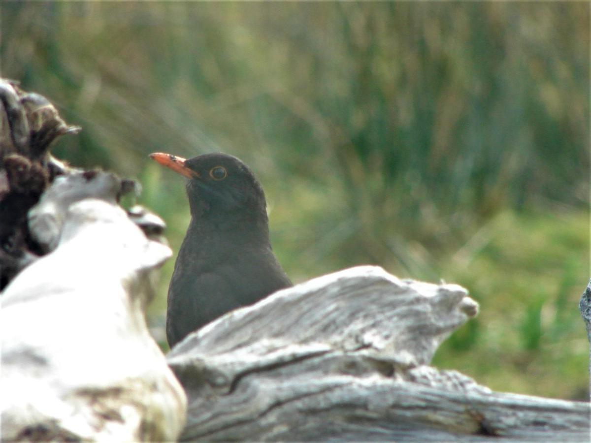 Clifden Wildflower Cottage - Clifden Countryside Lettings エクステリア 写真