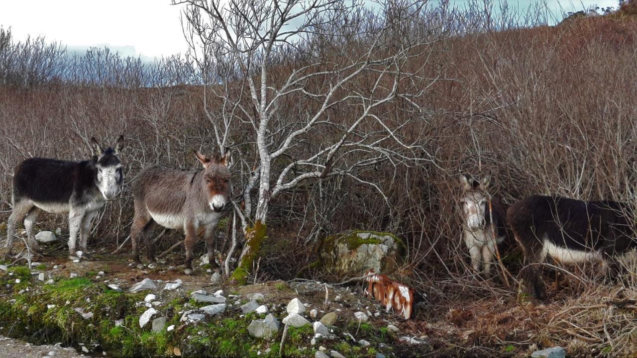 Clifden Wildflower Cottage - Clifden Countryside Lettings エクステリア 写真