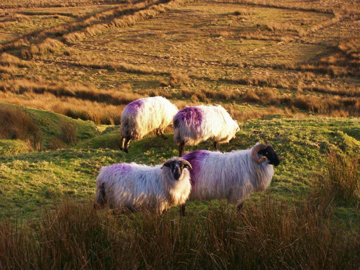 Clifden Wildflower Cottage - Clifden Countryside Lettings エクステリア 写真