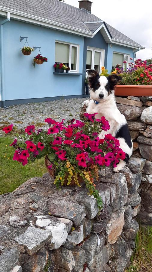 Clifden Wildflower Cottage - Clifden Countryside Lettings エクステリア 写真