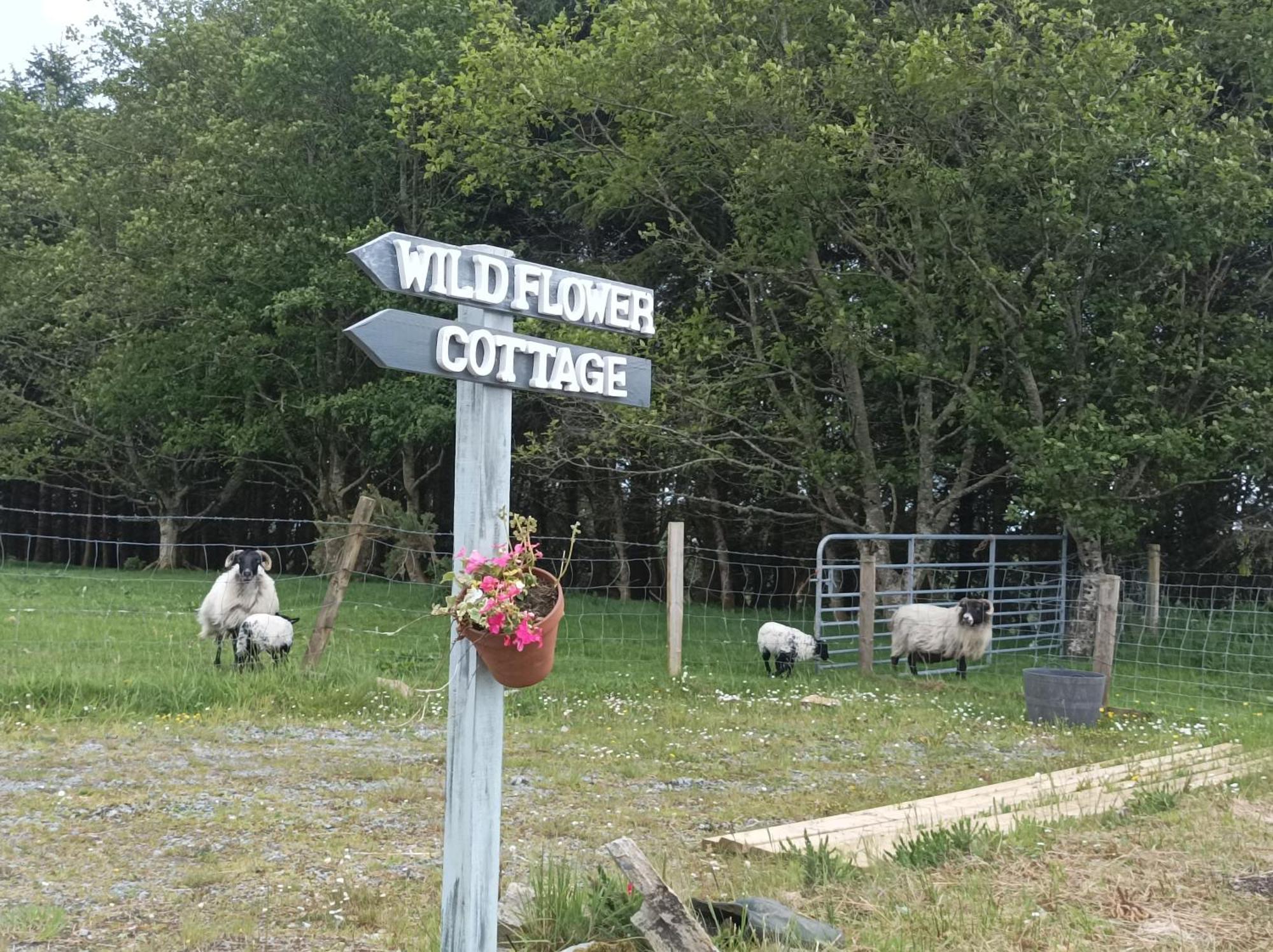 Clifden Wildflower Cottage - Clifden Countryside Lettings エクステリア 写真